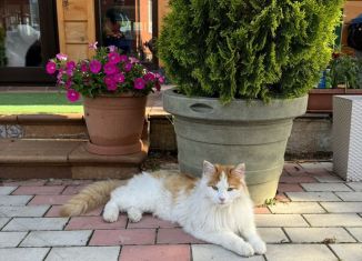 Продается участок, 8.3 сот., деревня Пирогово, Летняя улица, 13