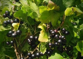 Продаю дом, 41.5 м2, деревня Мстинский Мост