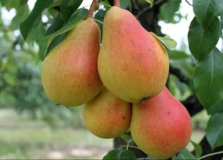 Продажа участка, 550 сот., Гаврилов Посад, Советская площадь