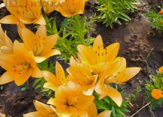 Продаю дачу, 36 м2, село Ташкиново, 5-я улица