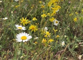 Земельный участок на продажу, 4.5 сот., село Султан-Янги-Юрт