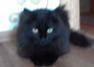 Гараж на продажу, 17 м2, Курган