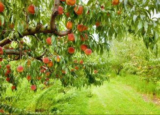 Продажа участка, 100 сот., село Танковое, улица Мичурина