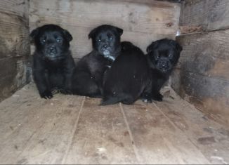 Продажа гаража, 24 м2, Тосно, ПК КАС Мотор-2, 76/2