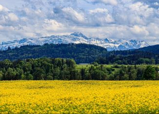 Продам участок, 400 сот., село Мульта