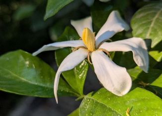 Сдам в аренду дом, 100 м2, Сочи, СНТ Южное, 167