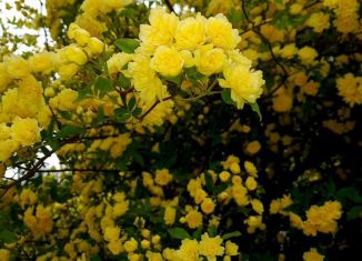 Сдается дом, 21 м2, Ялта, улица Кирова