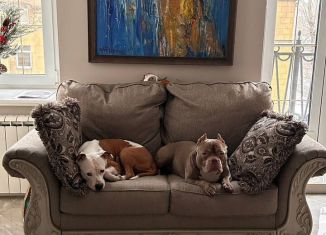 Сдается в аренду 2-комнатная квартира, 72 м2, Санкт-Петербург, Малодетскосельский проспект, 38