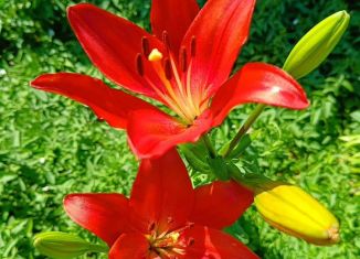 Продаю земельный участок, 10 сот., Чечня, улица Авторханова