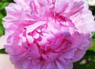 Продажа дачи, 24 м2, СНТ Маяк