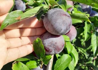 Земельный участок на продажу, 10 сот., село Добрушино