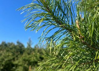 Продажа земельного участка, 10 сот., деревня Дмитриевка