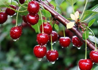 Продам дачу, 55 м2, Пермский край, СТ Дзержинец, 4