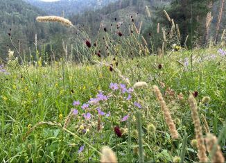 Продаю земельный участок, 52 сот., Республика Алтай