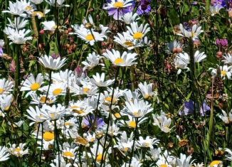 Земельный участок на продажу, 360 сот., Республика Алтай, Центральная улица