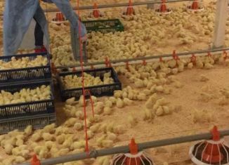 Купить цыплят в калининградской области. Poultry Feed Composition. Farm Feeder. Hatchery. Poultry Production worker Ladies.